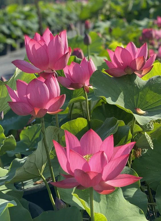 Bonsai Lotus Flower Seeds